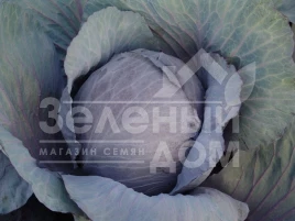 Семена капусты краснокочанной Поурова-красная / Pourova-red купить оптом и в розницу в Украине по выгодной цене