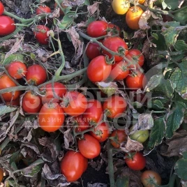 Семена томатов 5108 F1 / 5108 F1,95-100 дней купить оптом и в розницу в Украине по выгодной цене