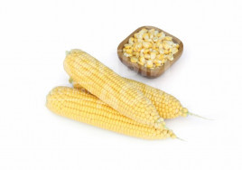 Насіння кукурудзи Вега F1 / Vega F1,70-75 днів купити оптом і в роздріб в Україні за вигідною ціною