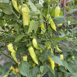 Насіння гіркого перцю Дедо F1 / Dedo F1, 50 днів купити оптом і в роздріб в Україні за вигідною ціною