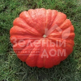 Семена тыквы Руж виф де Тамп / Rouge vif D'etampe,110-115 дней купить оптом и в розницу в Украине по выгодной цене