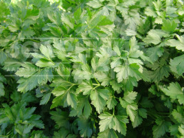 Насіння петрушки Фест / Fest купити оптом і в роздріб в Україні за вигідною ціною