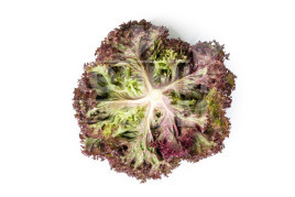 Насіння салату Самантайн / Samantine купити оптом і в роздріб в Україні за вигідною ціною