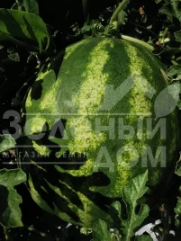 Семена арбуза Тейтум (INX 1805) F1 / Taytum (INX 1805) F1,60-65 дней купить оптом и в розницу в Украине по выгодной цене