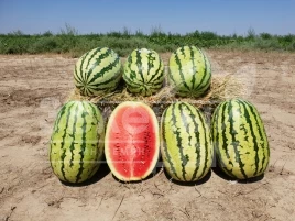 Семена арбуза Тамтам F1 / Tamtam F1,58-62 дня купить оптом и в розницу в Украине по выгодной цене