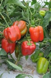 Семена сладкого перца Ньютон F1 / Nuton F1 купить оптом и в розницу в Украине по выгодной цене