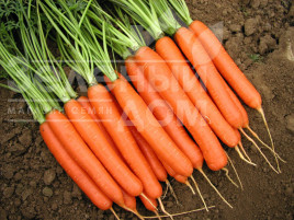 Насіння моркви Романс F1 / Romans F1 купити оптом і в роздріб в Україні за вигідною ціною