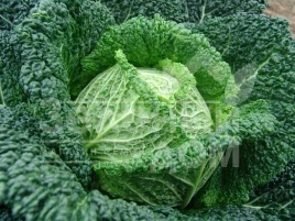 Семена капусты савойской Блистра F1 / Blistra F1,105-110 дней купить оптом и в розницу в Украине по выгодной цене