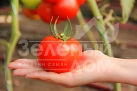 Семена томатов Реддер Булл F1 / Redder Bul F1 купить оптом и в розницу в Украине по выгодной цене
