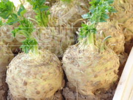 Насіння селери Албін / Albin купити оптом і в роздріб в Україні за вигідною ціною