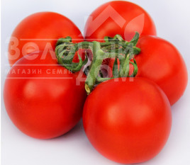 Насіння томатів ЛС  1137 F1 / LS 1137 F1,110 днів купити оптом і в роздріб в Україні за вигідною ціною