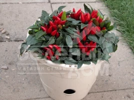 Семена горького перца Ивона / Ivona купить оптом и в розницу в Украине по выгодной цене