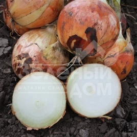 Лук репчатый Феникс F1 / Phenix F1, 85-90 дней купить оптом и в розницу в Украине по выгодной цене