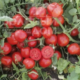 Семена томатов ЮГ 1122713 F1 / UG 1122713 F1,95дней  купить оптом и в розницу в Украине по выгодной цене