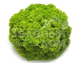 Семена салата Локарно / Locarno купить оптом и в розницу в Украине по выгодной цене