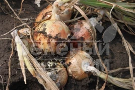 Лук репчатый Титан F1 / Titan F1, 130-135 дней купить оптом и в розницу в Украине по выгодной цене