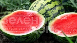 Семена арбуза Премиум F1 / Premium F1 купить оптом и в розницу в Украине по выгодной цене