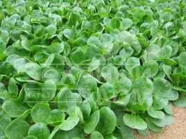 Семена салата Амели / Ameli  купить оптом и в розницу в Украине по выгодной цене