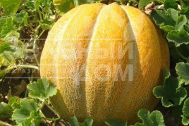 Насіння дині Ефіопка / Efiopka купити оптом і в роздріб в Україні за вигідною ціною