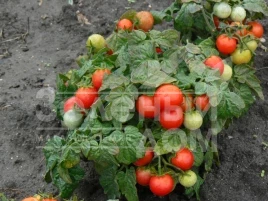 Семена томатов Вилма / Vilma купить оптом и в розницу в Украине по выгодной цене