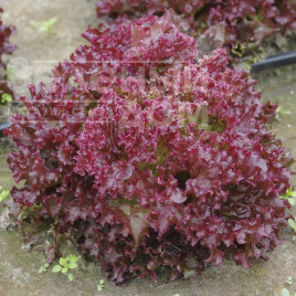 Насіння салату Кармінова / Karminova купити оптом і в роздріб в Україні за вигідною ціною