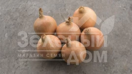 Лук репчатый Хайтек F1 / Hytech F1,125 дней  купить оптом и в розницу в Украине по выгодной цене