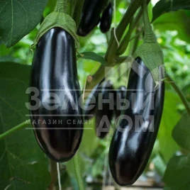 Семена баклажана Анамур F1 / Anamur F1, 55 дней купить оптом и в розницу в Украине по выгодной цене