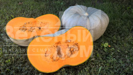 Насіння гарбуза Сампсон F1 / Sampson F1,100-110 днів купити оптом і в роздріб в Україні за вигідною ціною