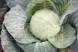 Семена капусты белокочанной Виконт F1 / Vikont F1 купить оптом и в розницу в Украине по выгодной цене