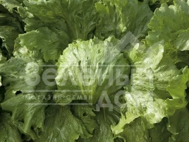 Семена салата Эдуардо / Eduardo купить оптом и в розницу в Украине по выгодной цене