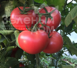 Насіння томатів Пінк Крістал F1 / Pink Kristal F1,70 днів купити оптом і в роздріб в Україні за вигідною ціною