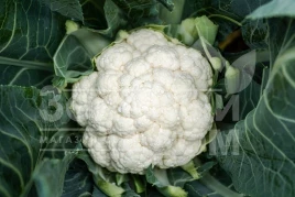 Семена капусты цветной Электра F1 / Elektra F1, 78-82 дня купить оптом и в розницу в Украине по выгодной цене