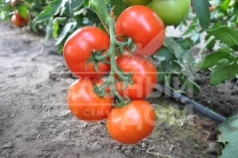 Семена томатов Дофу F1 / Doufu F1,105-115 дней купить оптом и в розницу в Украине по выгодной цене