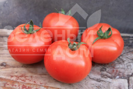 Насіння томатів Монсан F1 / Monsan F1,85-100 днів купити оптом і в роздріб в Україні за вигідною ціною