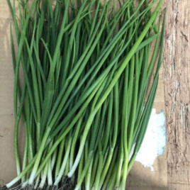 Цибуля на перо Грінпік F1 / Grinpik F1 купити оптом і в роздріб в Україні за вигідною ціною