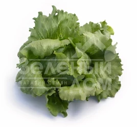 Семена салата Айс Вейв / Ice Wave купить оптом и в розницу в Украине по выгодной цене