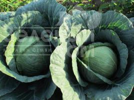 Насіння капусти білокачанної Аванте F1 / Avante F1,75-80 днів купити оптом і в роздріб в Україні за вигідною ціною