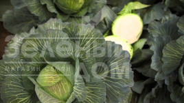 Насіння капусти білокачанної Кілатон F1 / Kilaton F1,130-135 днів купити оптом і в роздріб в Україні за вигідною ціною