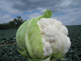 Насіння капусти цвітної Трайдент F1 / Trajdent F1,75-80 днів купити оптом і в роздріб в Україні за вигідною ціною