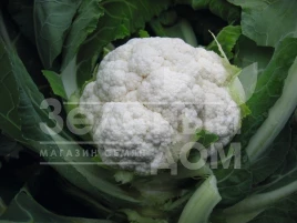 Семена капусты цветной Фиеро F1 / Fiero F1,85 дней купить оптом и в розницу в Украине по выгодной цене