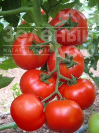 Насіння томатів Джадело F1 / Jadelo F1,80-85 днів купити оптом і в роздріб в Україні за вигідною ціною
