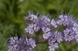 Сидерати Фацелія / Faceliya купити оптом і в роздріб в Україні за вигідною ціною