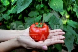 Семена томатов Маско F1 / Masco F1,75 дней купить оптом и в розницу в Украине по выгодной цене