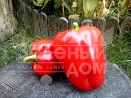 Семена сладкого перца Рубинова / Rubinova,70-80 дней купить оптом и в розницу в Украине по выгодной цене