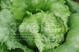 Семена салата Ларсен / Larsen,70-75 дней купить оптом и в розницу в Украине по выгодной цене