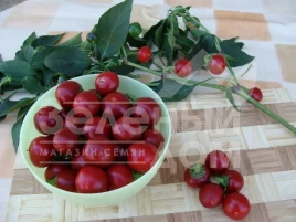 Семена горького перца Корал / Koral купить оптом и в розницу в Украине по выгодной цене