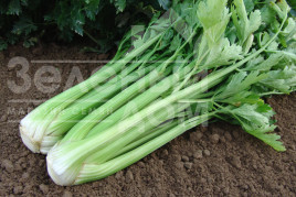 Насіння селери Малахіт / Malakhit,80-90 днів купити оптом і в роздріб в Україні за вигідною ціною