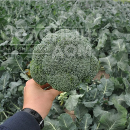 Насіння капусти броколі Верді F1  (NIZ 18-181) / Verdi F1 (NIZ 18-181) купити оптом і в роздріб в Україні за вигідною ціною