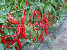 Насіння гіркого перцю Козі Рог / Kozi Rog купити оптом і в роздріб в Україні за вигідною ціною