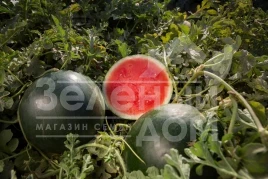 Семена арбуза Гуэлва F1 / Huelva F1,55-60 дней купить оптом и в розницу в Украине по выгодной цене